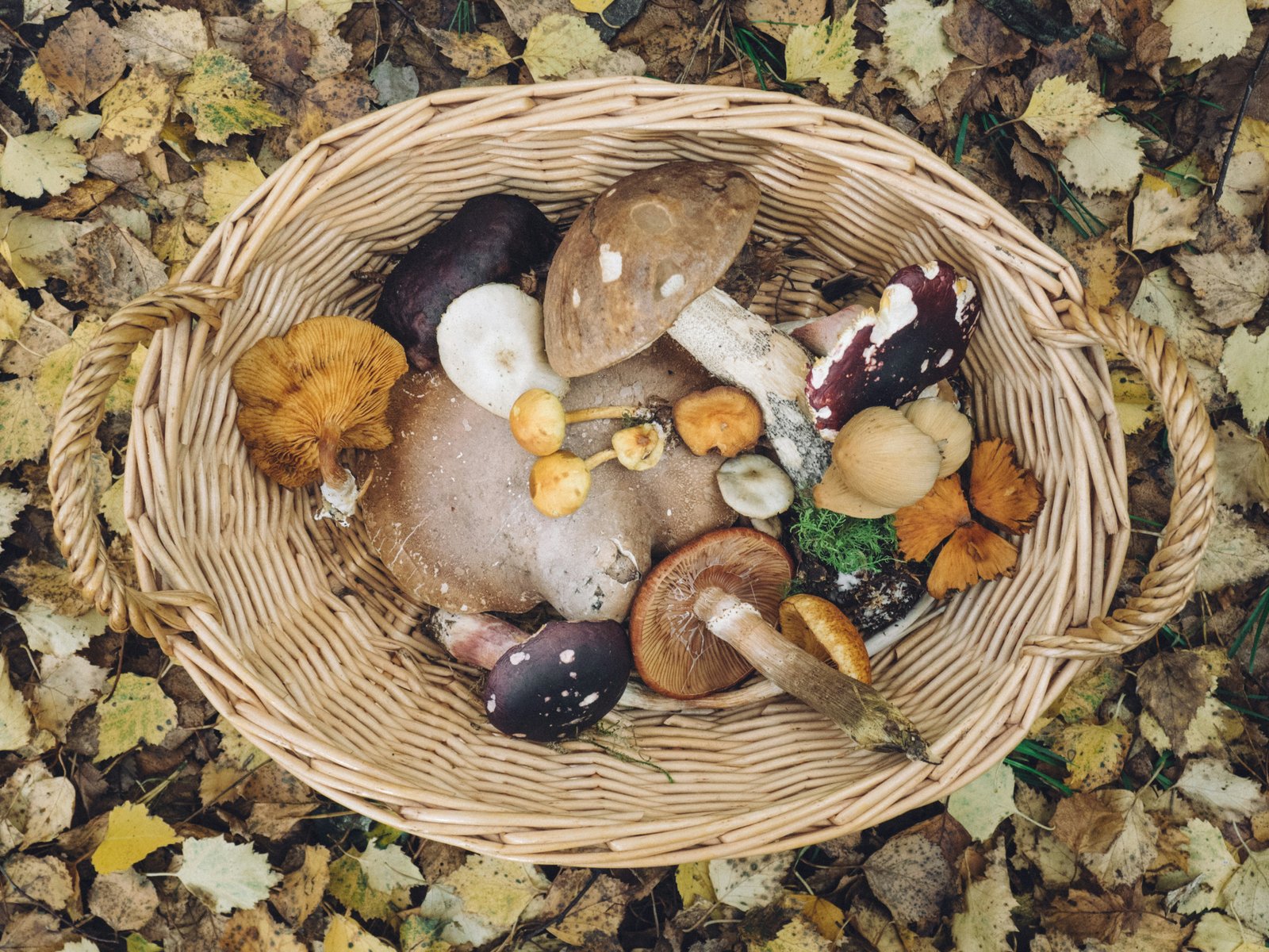 Foraging and Gastronomy Experience