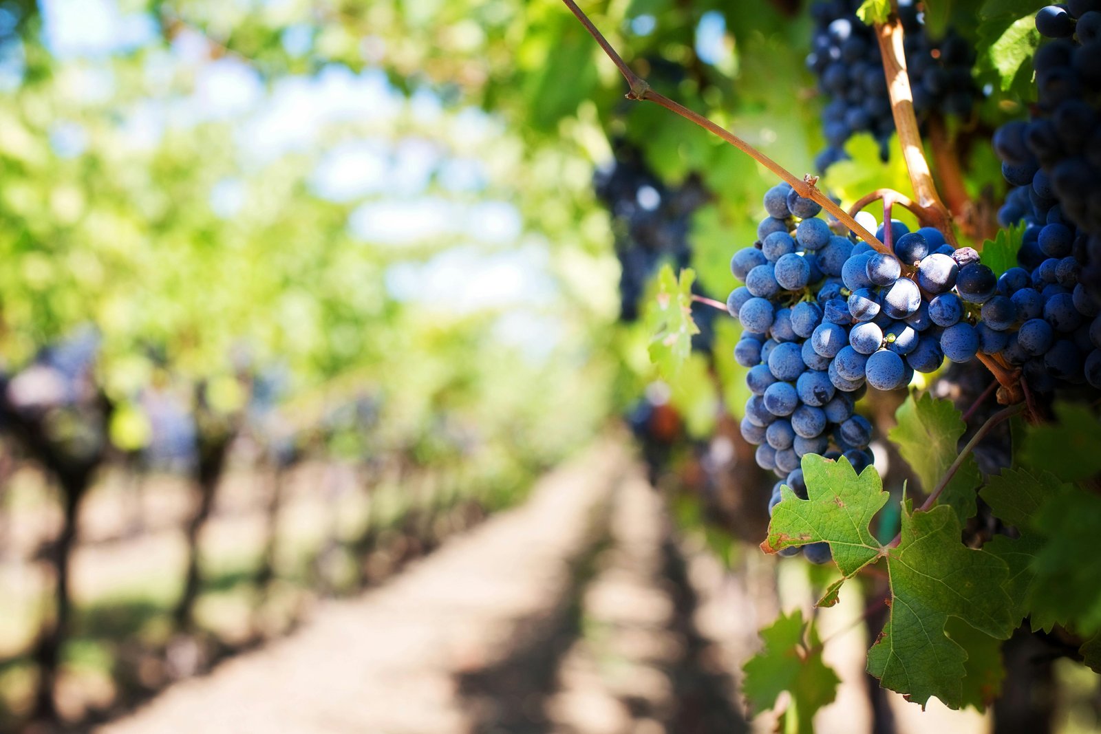 Wine Tasting Odyssey